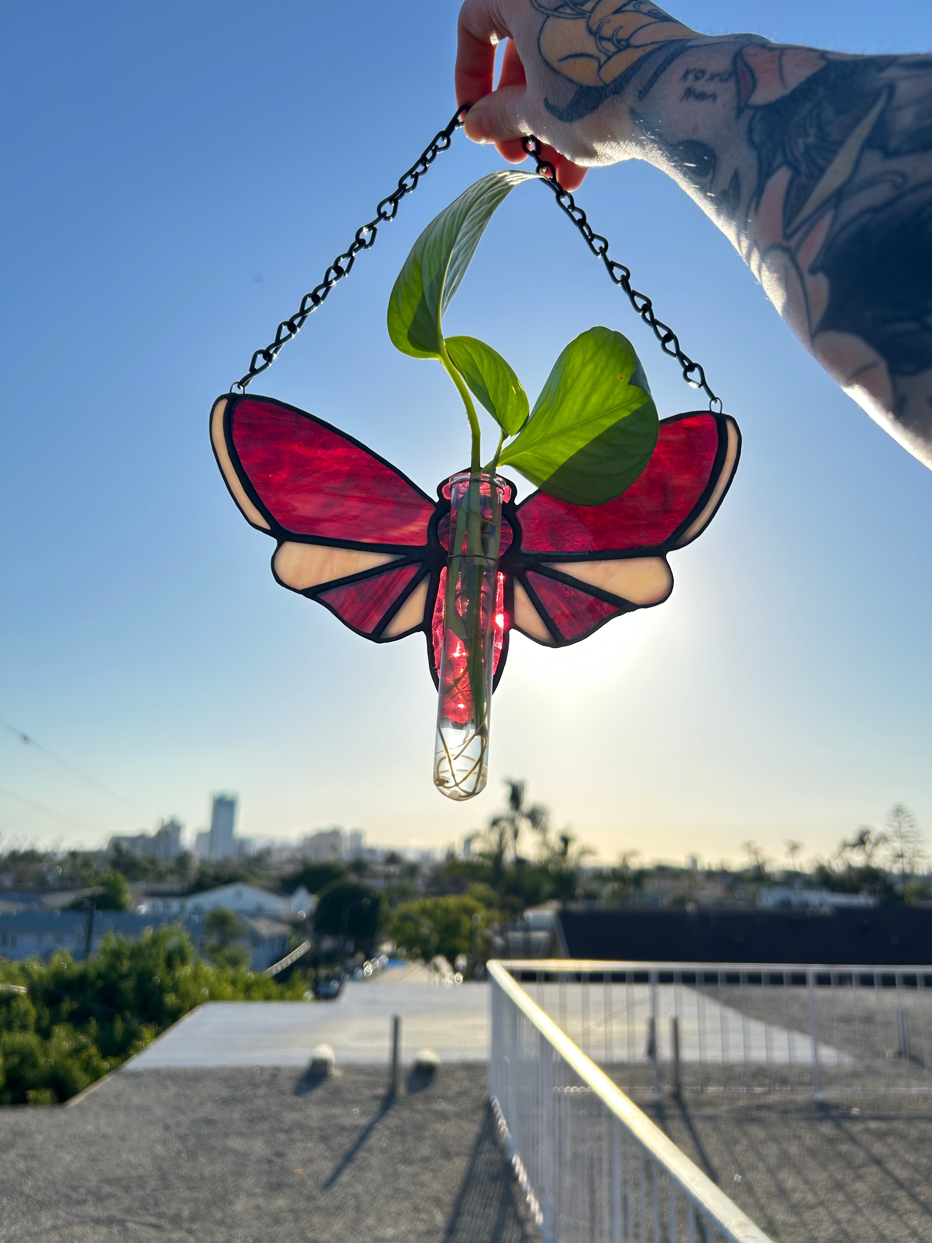 Stained Glass Moth with Plant Propagation
