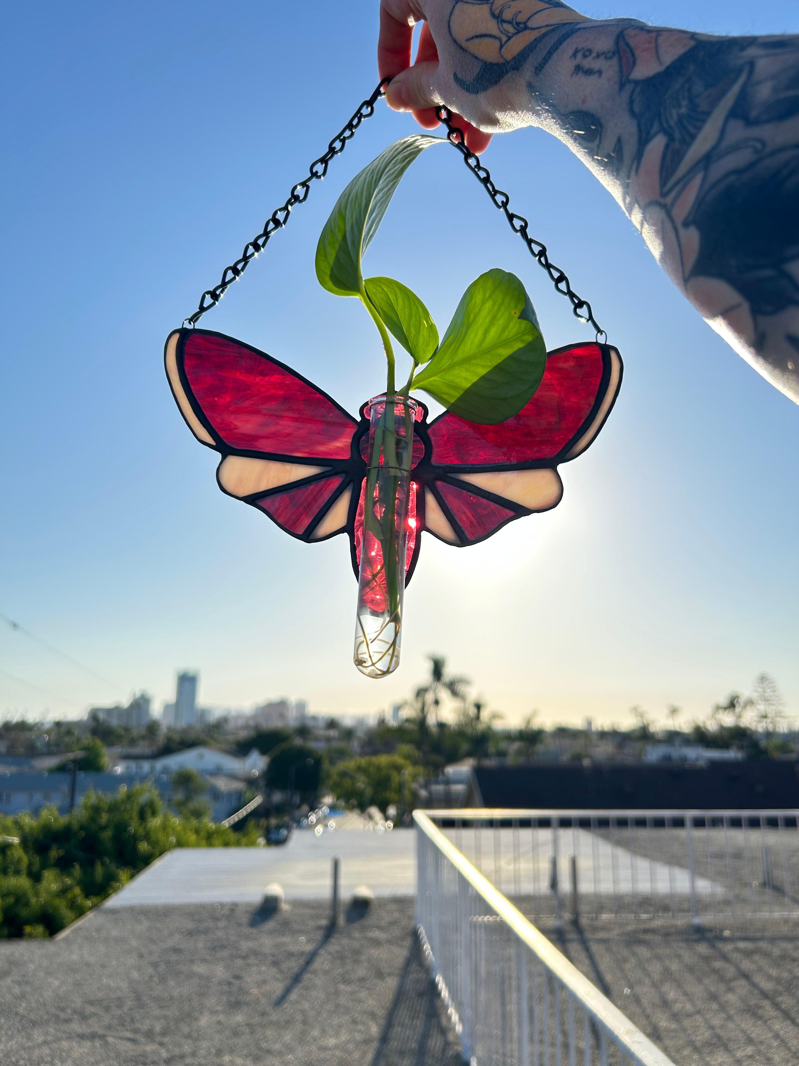 Stained Glass Moth with Plant Propagation