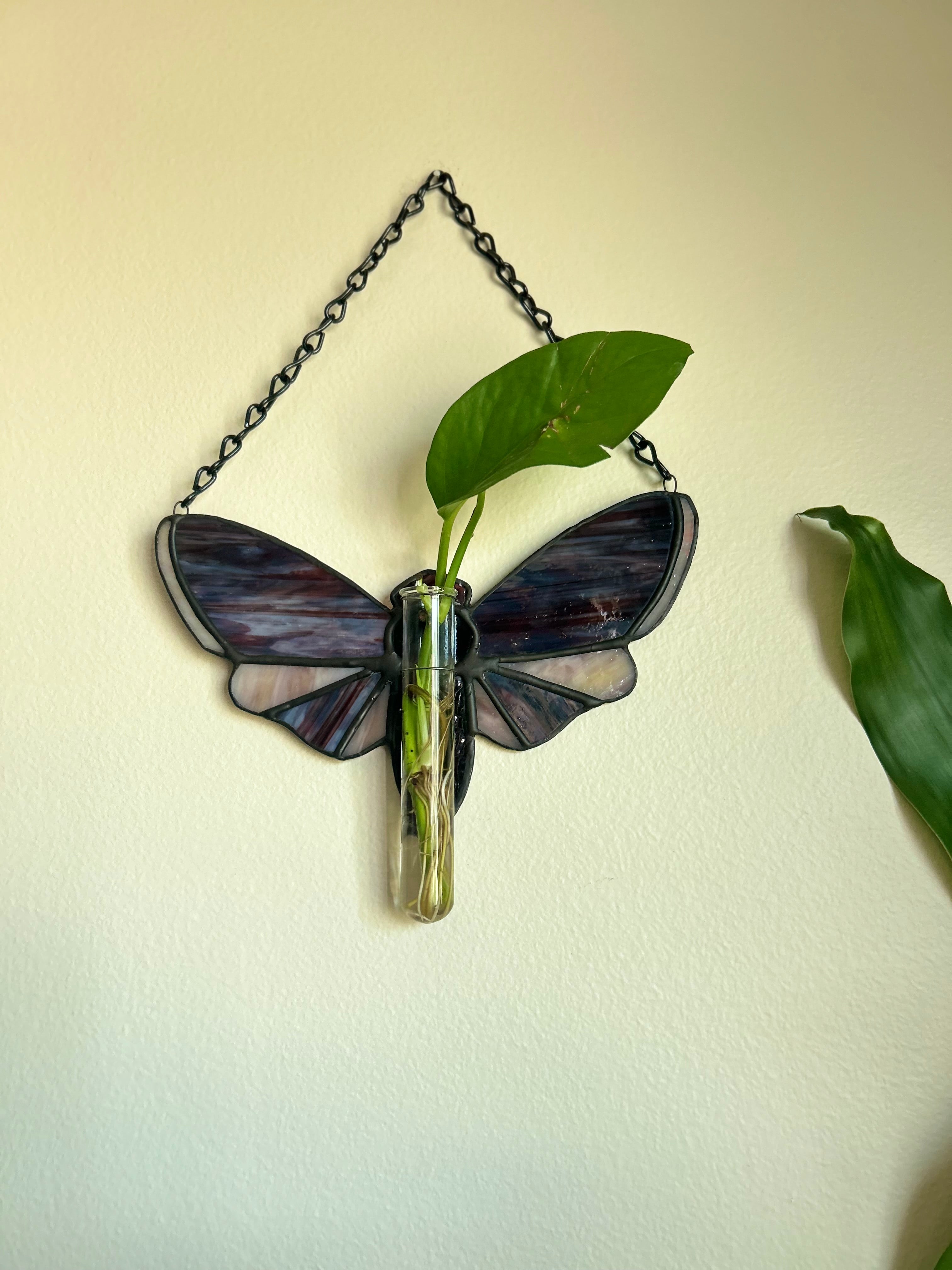 Stained Glass Moth with Plant Propagation