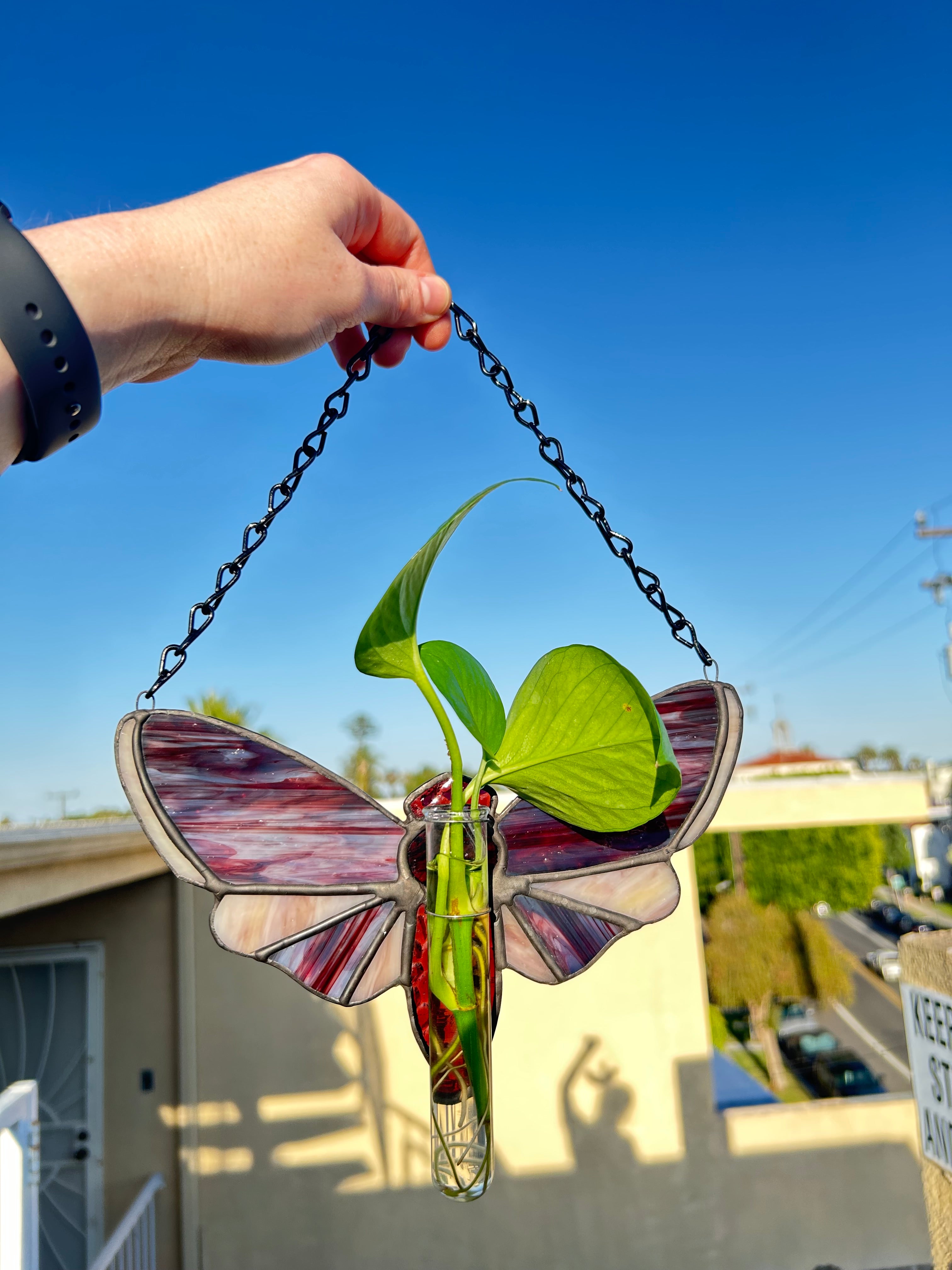 Stained Glass Moth with Plant Propagation