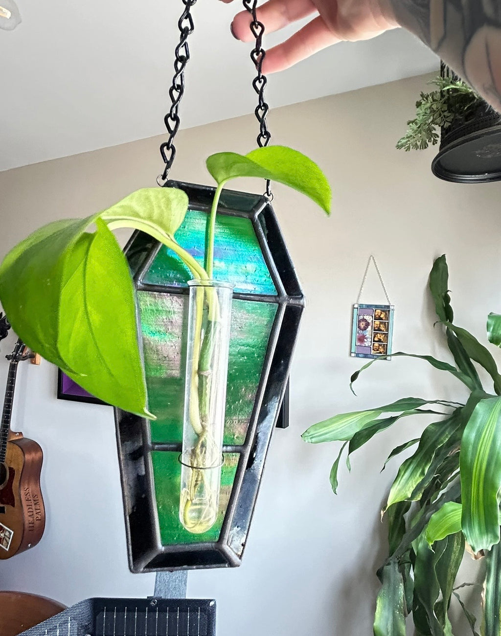 Stained Glass Coffin Plant Propagation