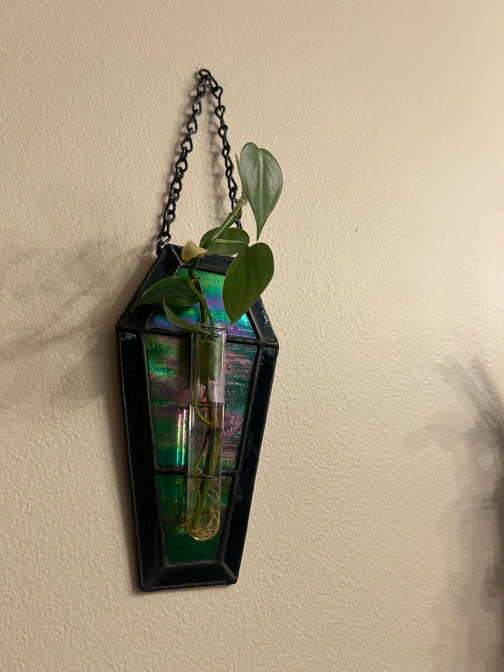 Stained Glass Coffin Plant Propagation