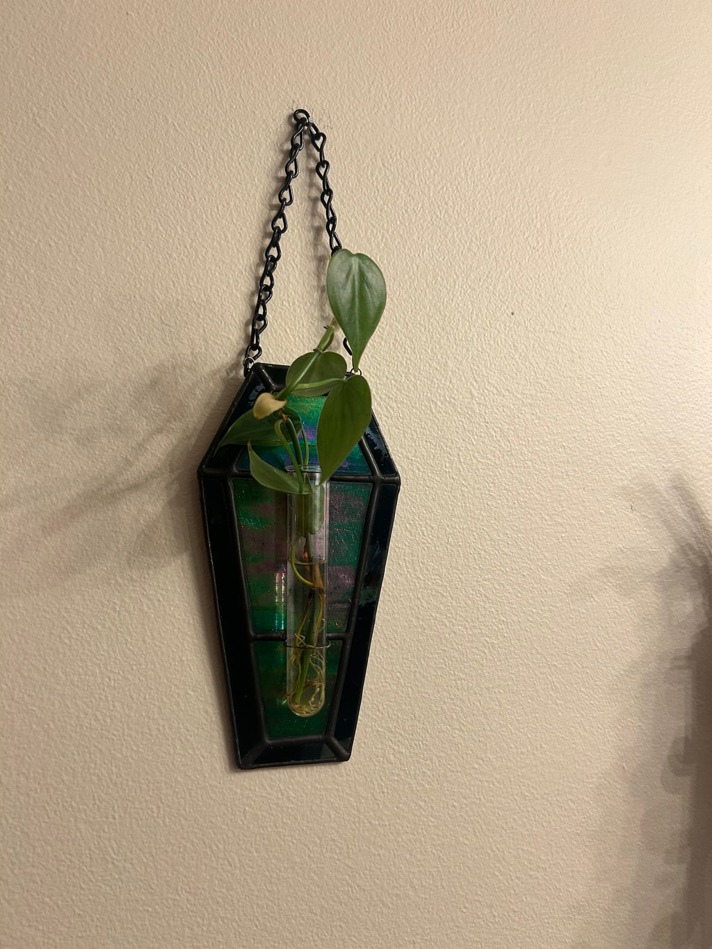 Stained Glass Coffin Plant Propagation