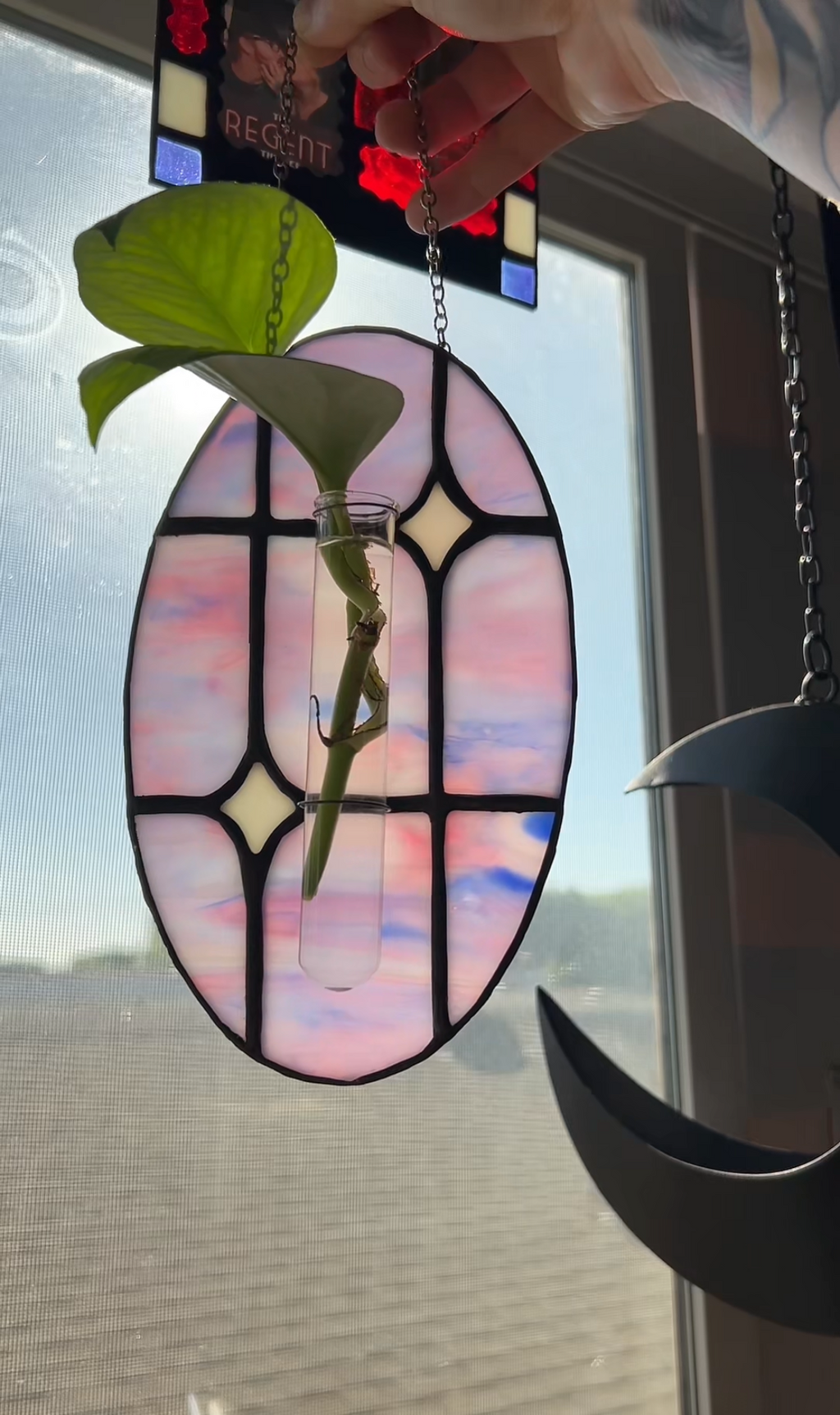 Stained Glass Plant Propagation